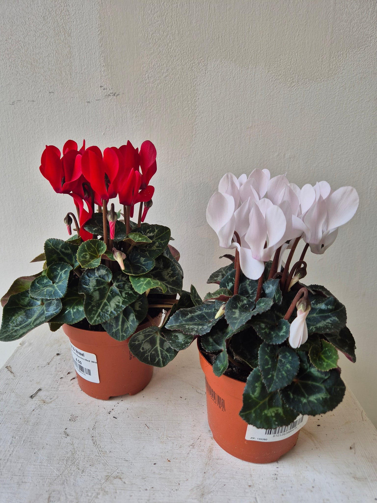 Cyclamen mini