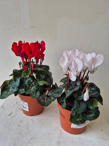 Cyclamen mini