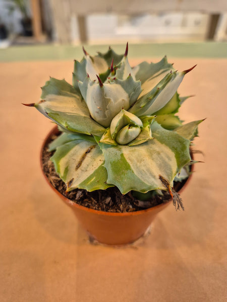Agave Potatorum Ouhi-Raijin succulent