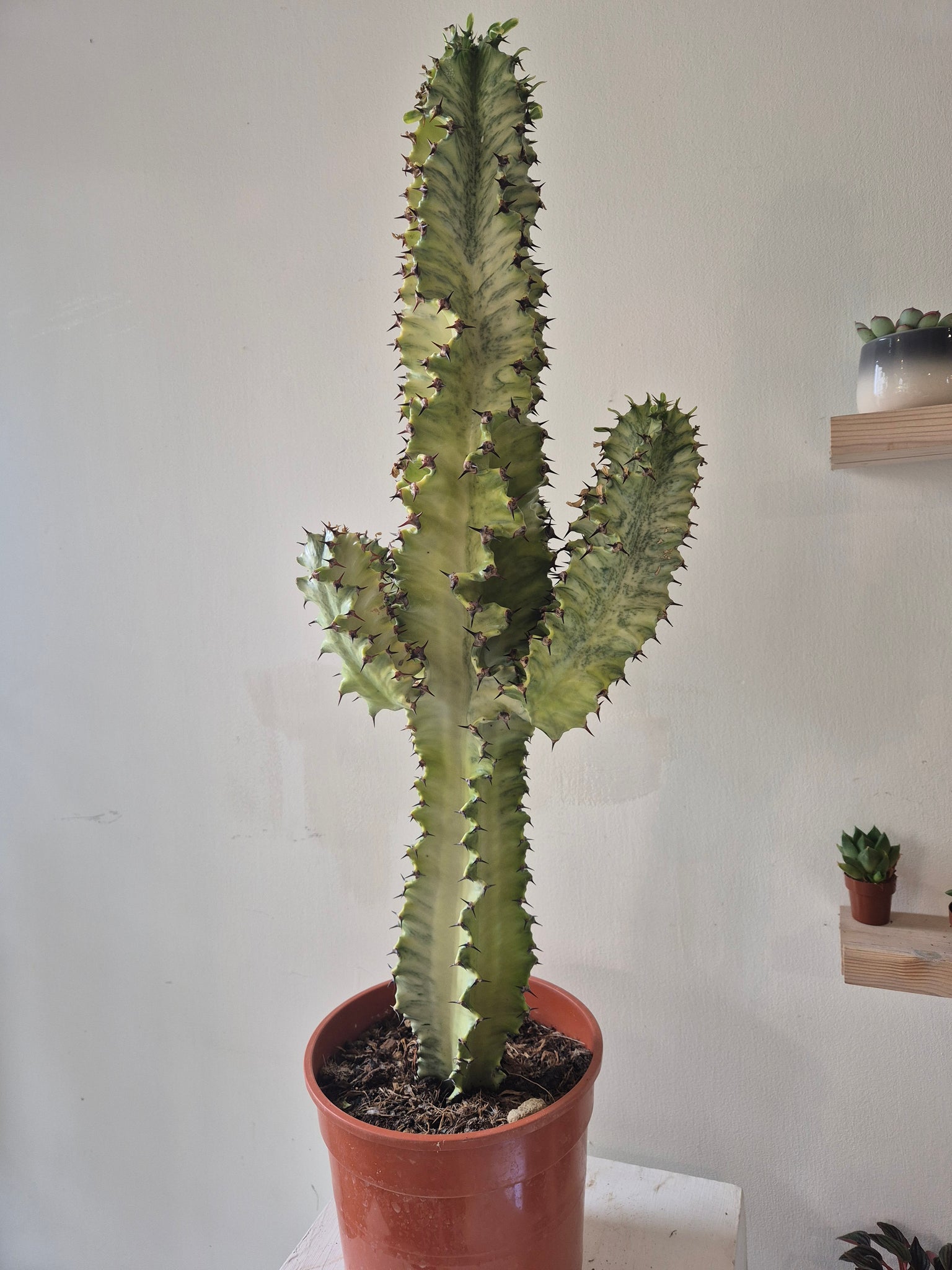 Euphorbia Ingens 'Cowboy Cactus' Variegata