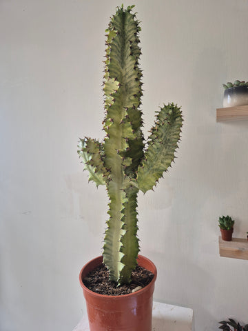 Euphorbia Ingens 'Cowboy Cactus' Variegata