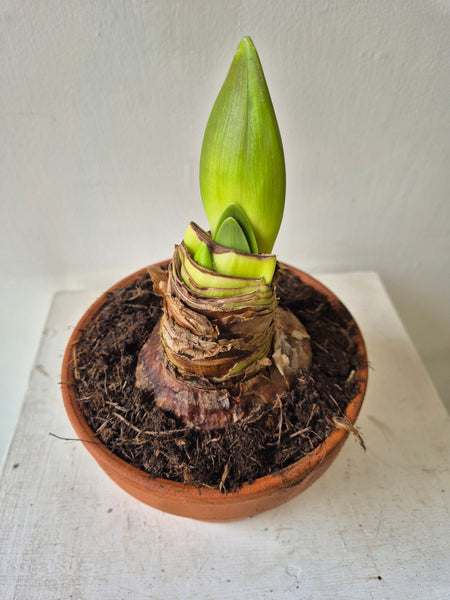 Amaryllis bulb in terracotta pot