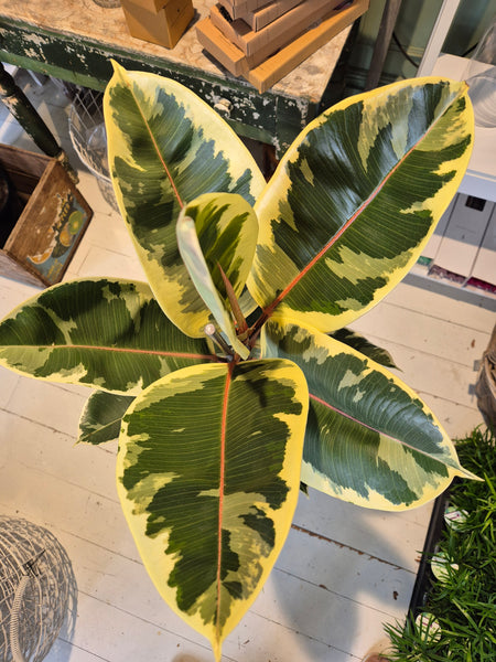 Ficus Elastica