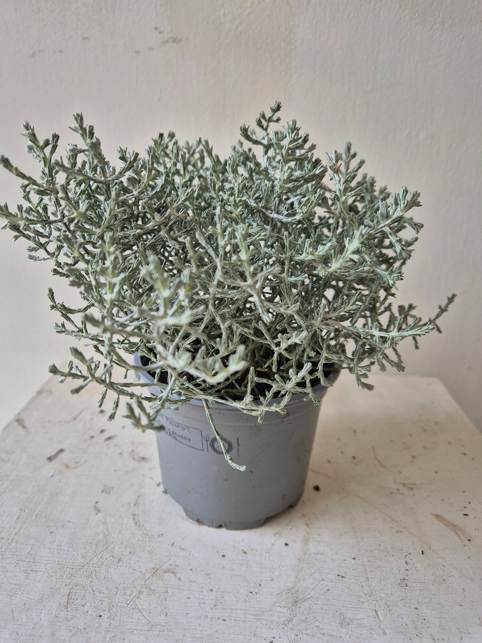 Calocephalus Leucophyta (Silver Bush)