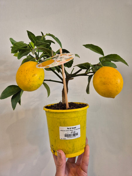 Lemon Meyer tree