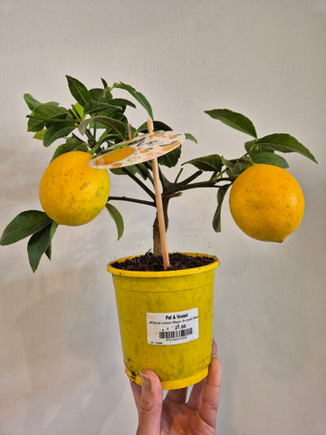 Lemon Meyer tree