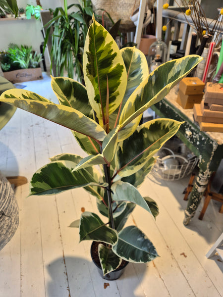 Ficus Elastica
