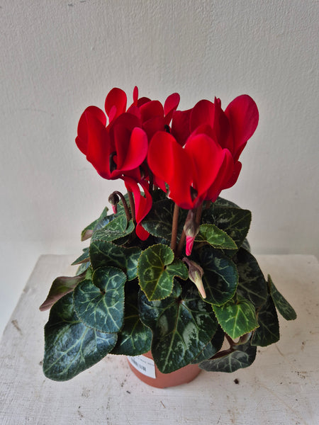 Cyclamen mini