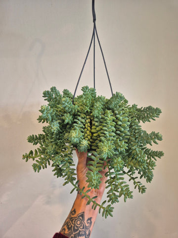 Burros Tail (Sedum Burrito)