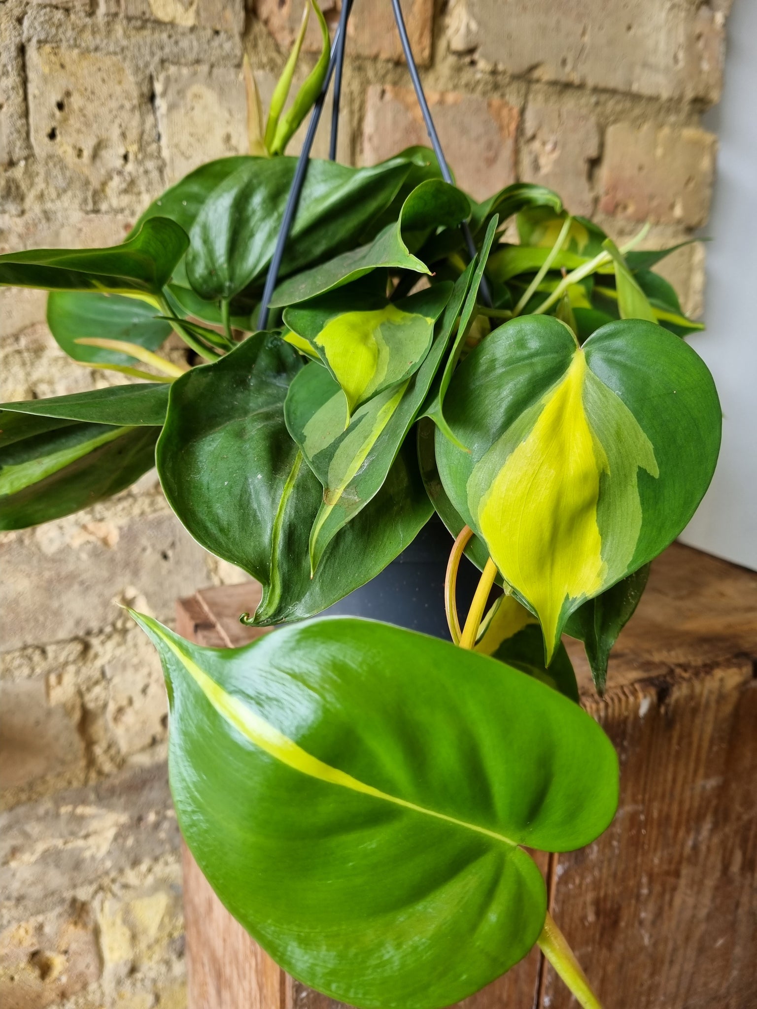 Philodendron Scandens Brasil