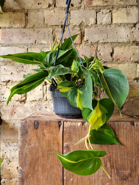 Philodendron Scandens Brasil