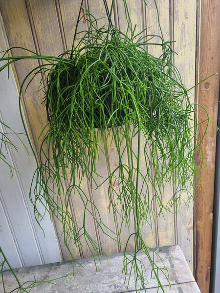 Rhipsalis Oasis