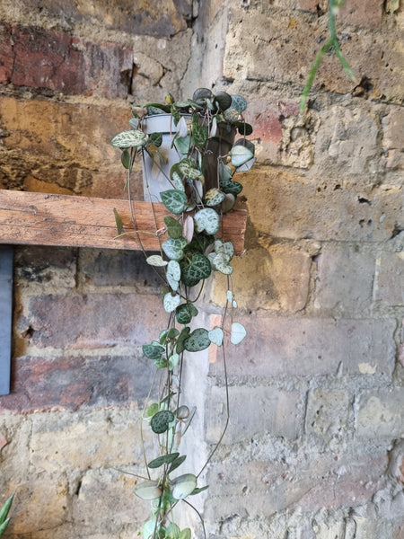 Ceropegia Woodii (String of Hearts)