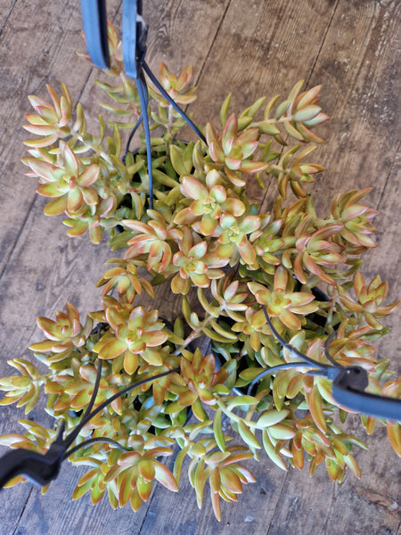 Sedum Nassbaumerianum