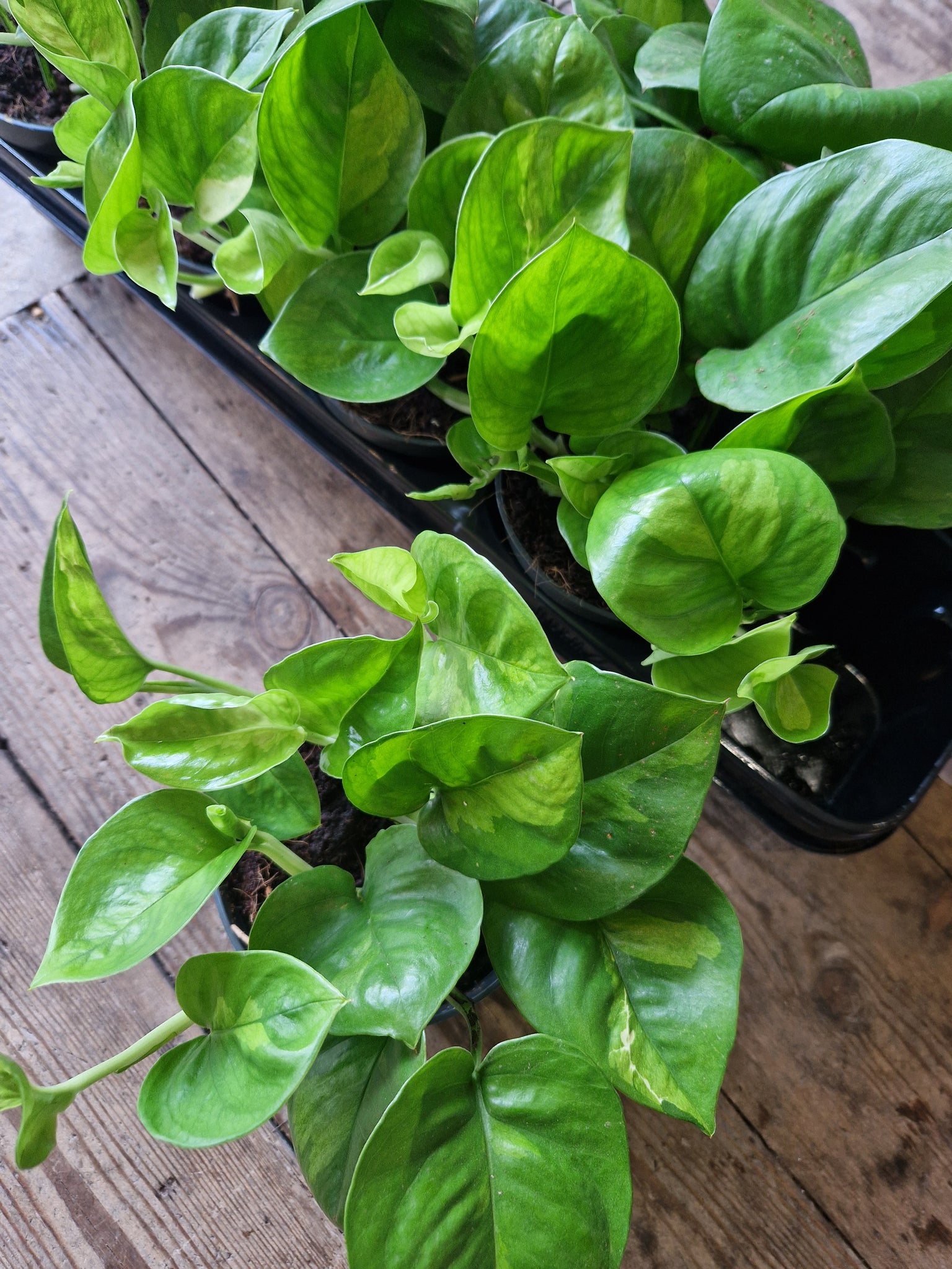 Epipremnum Global Green