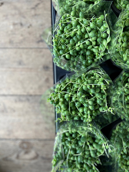 Senecio Rowleyanus 'String of Pearls'