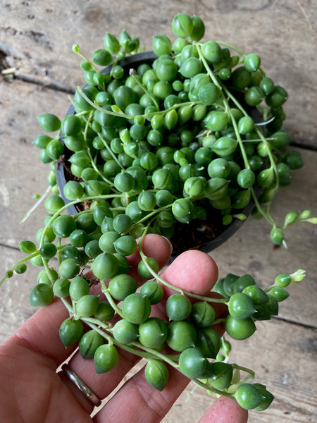 Senecio Rowleyanus 'String of Pearls'