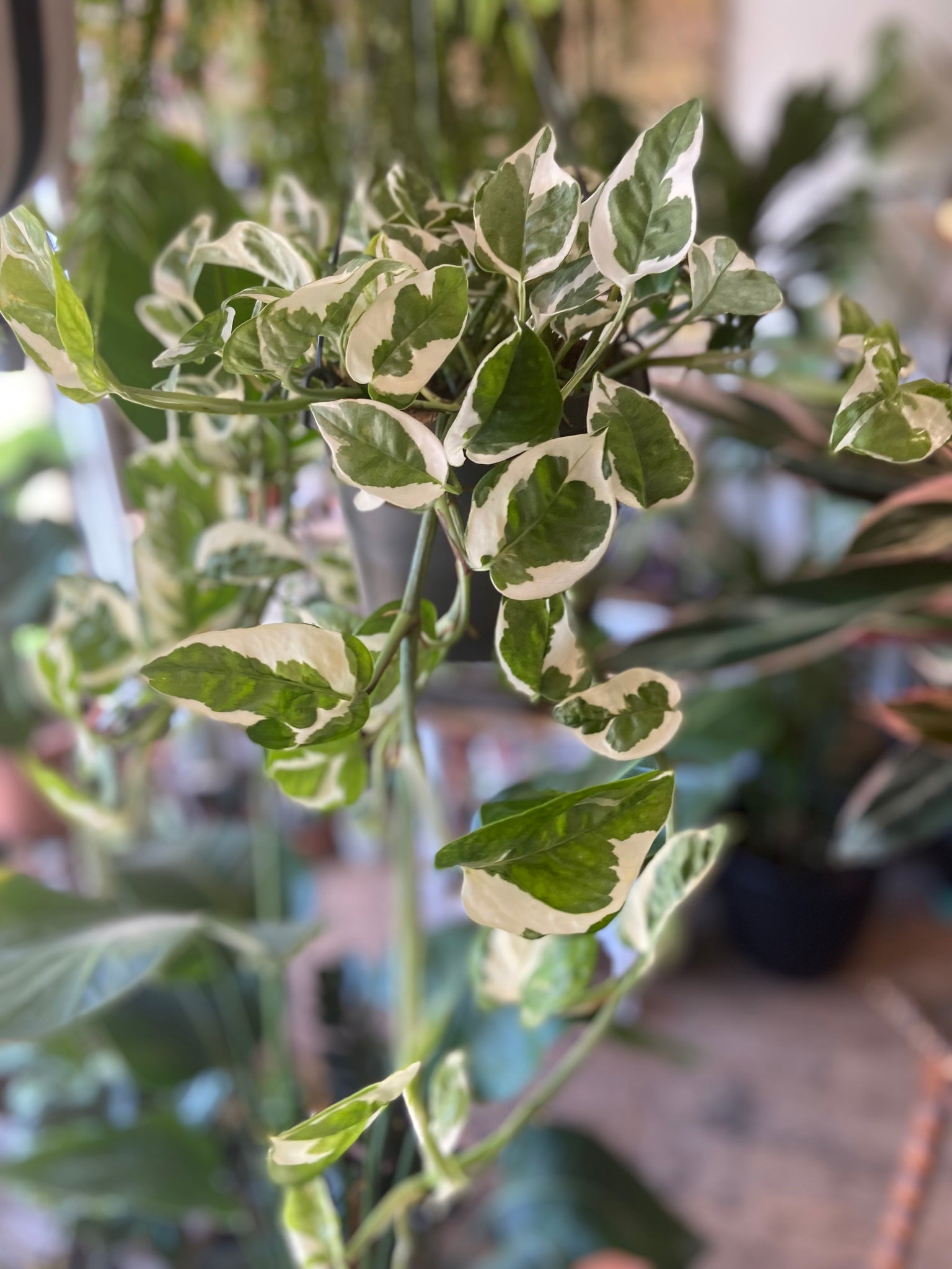 Epipremnum  N'Joy (scindapsus)
