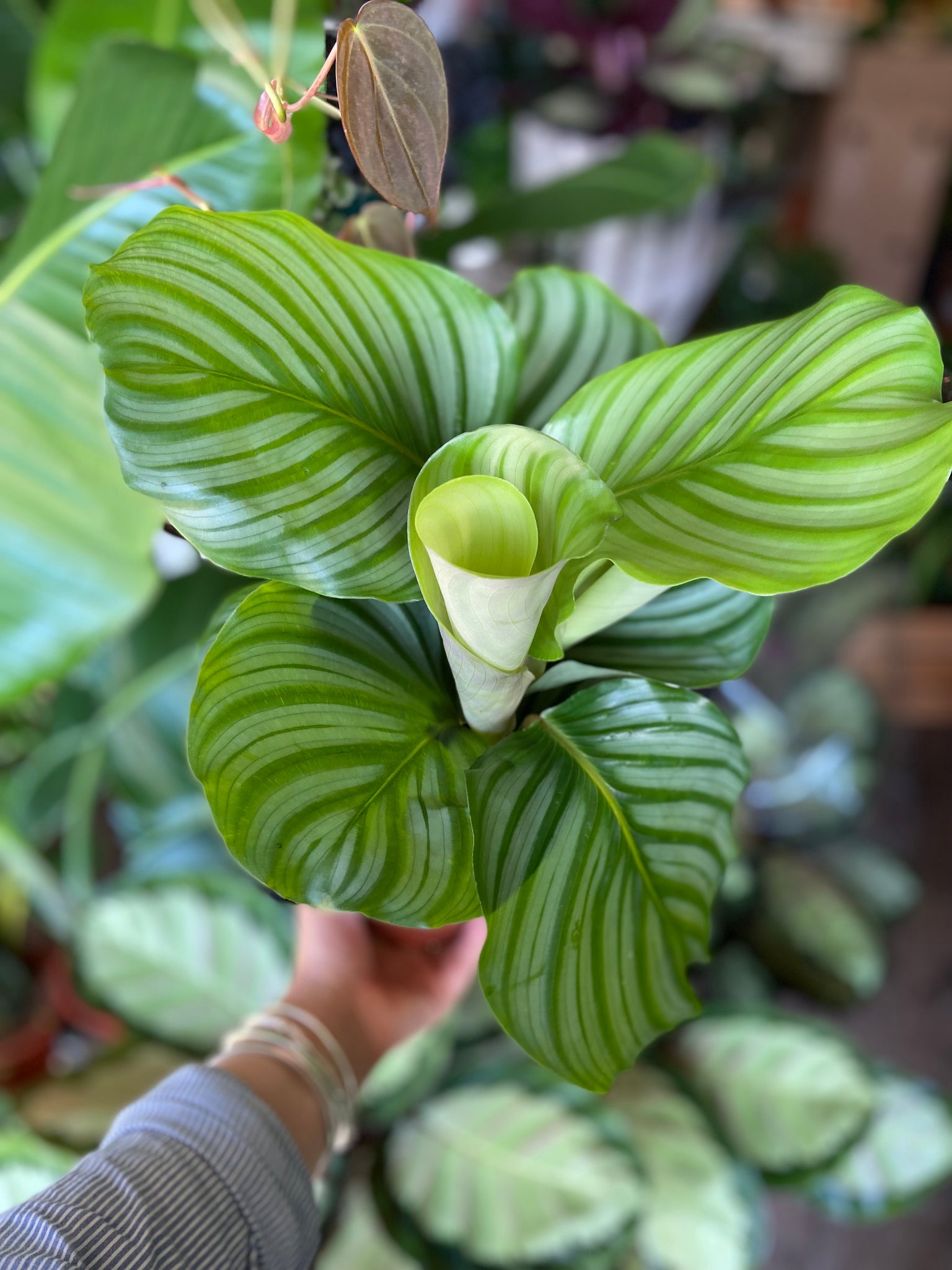 Calathea Orbifolia