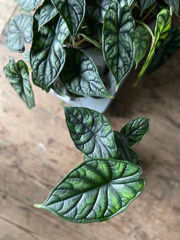 Alocasia Baginda 'Dragon Scale'
