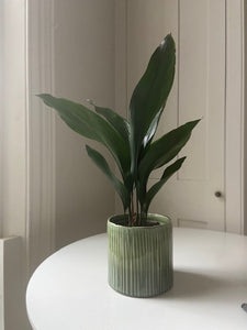 Aspidistra