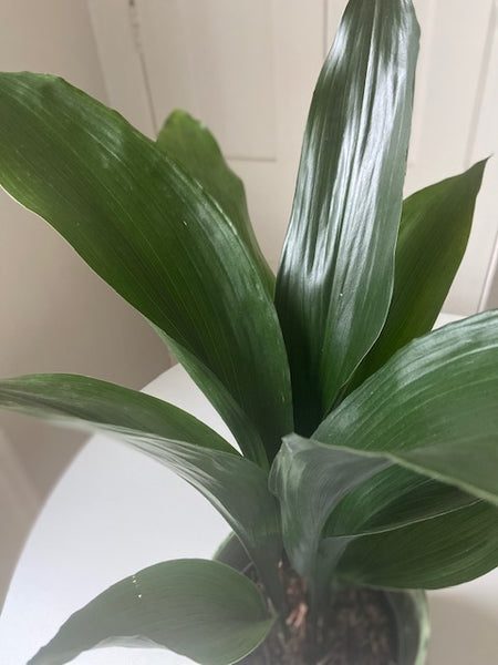 Aspidistra