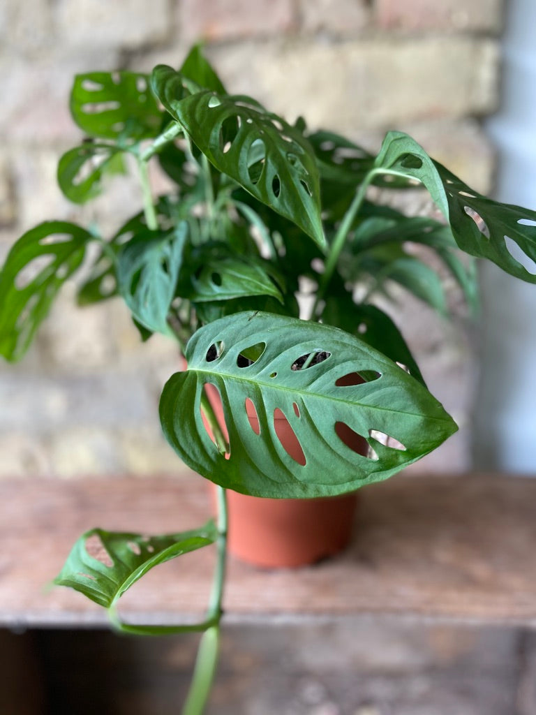 Monstera Adansonii