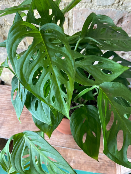 Monstera Adansonii