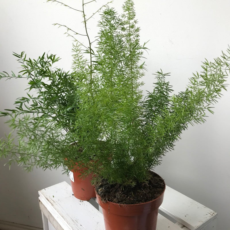 Asparagus Fern: Myersii