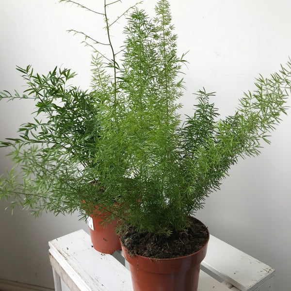 Asparagus Fern: Myersii