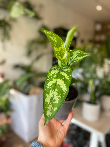 Aglaonema 'Maria'