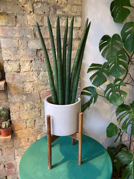 Sansevieria Cylindrical Fan