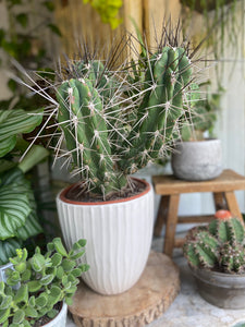 Toothpick Cactus- Stetsonia Coryne
