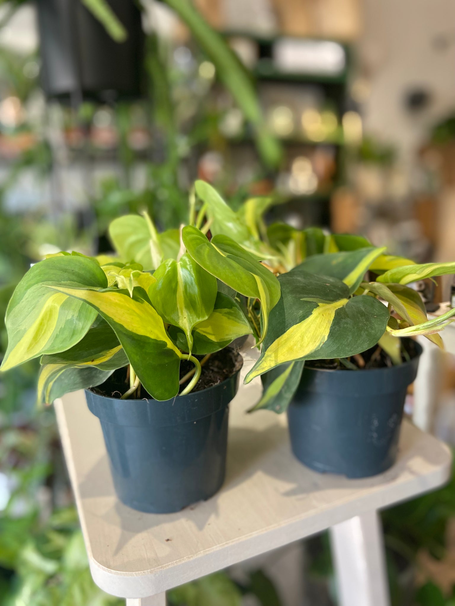 Philodendron Scandens 'Brasil'