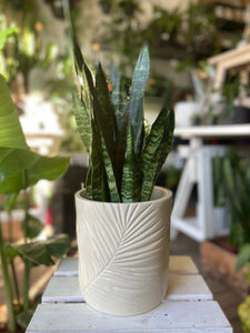 Kew Stoneware Sago Palm pot