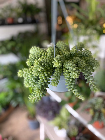 Burros Tail (Sedum Burrito)