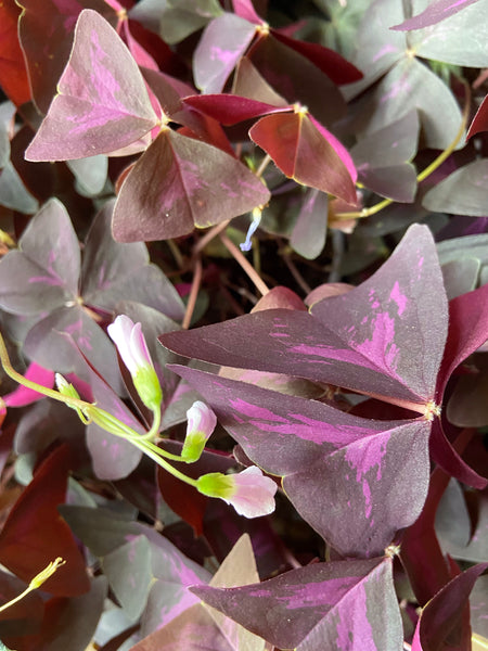 Oxalis Triangularis