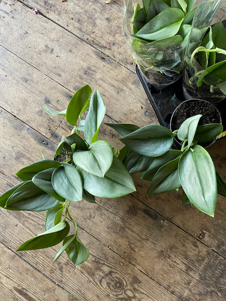 Scindapsus Treubii Moonlight