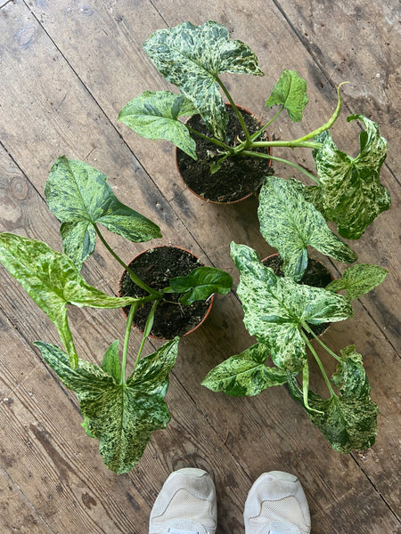 Syngonium Mottled
