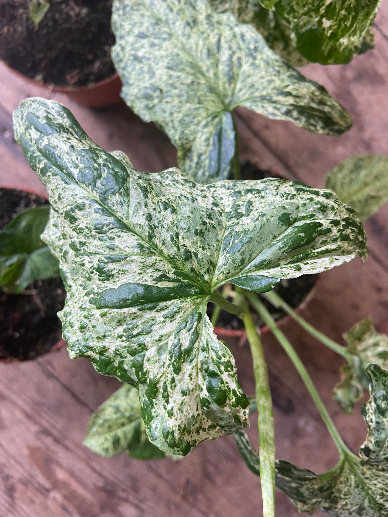 Syngonium Mottled