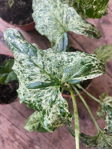Syngonium Mottled