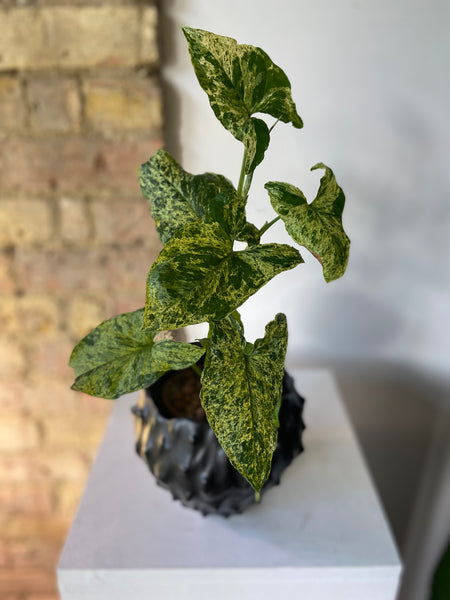 Syngonium Mottled