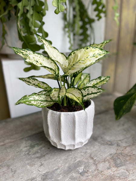 Aglaonema White Kiwi