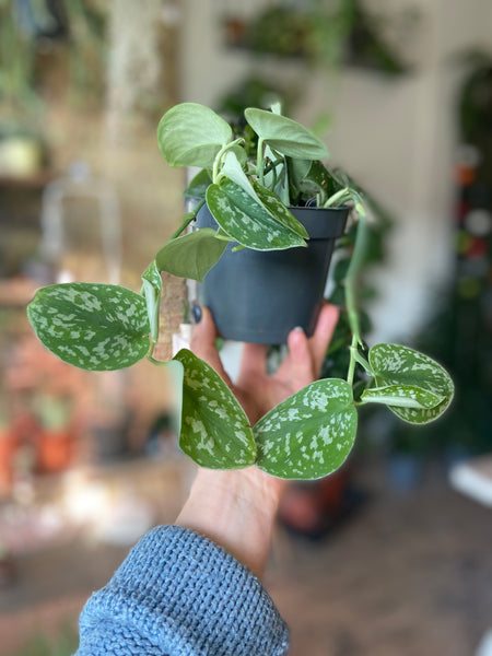 Scindapsus Pictus 'Argyraeus’ ‘Satin Pothos'