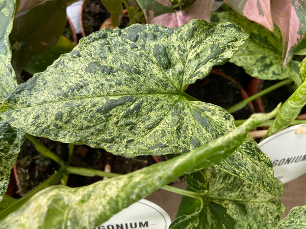 Syngonium Mottled