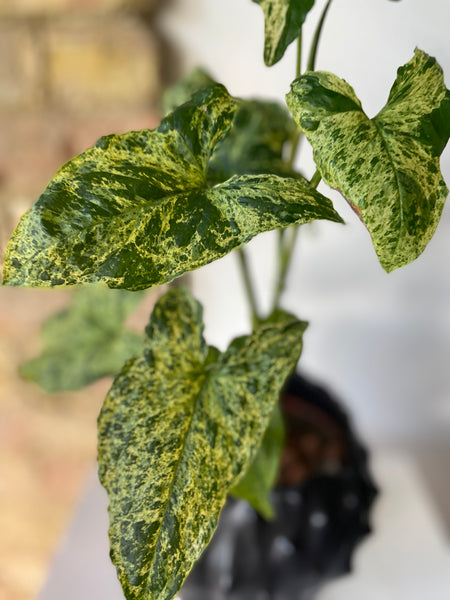 Syngonium Mottled