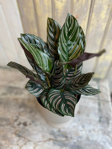 Calathea Sanderiana Ornata