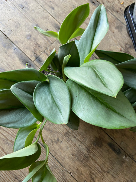 Scindapsus Treubii Moonlight
