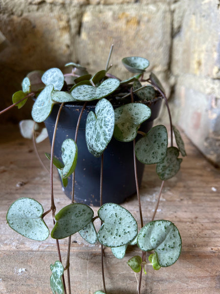 Ceropegia Woodii (String of Hearts)