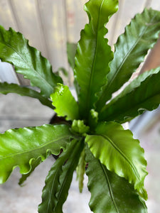 Asplenium Fern Mixed Varieties